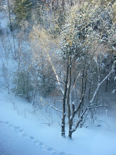 Along a snowy path Along a snowy path