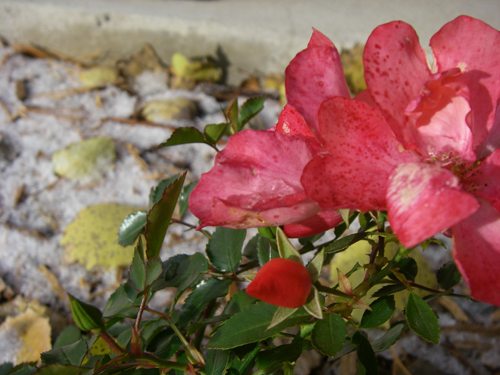 A rose bush in the snow